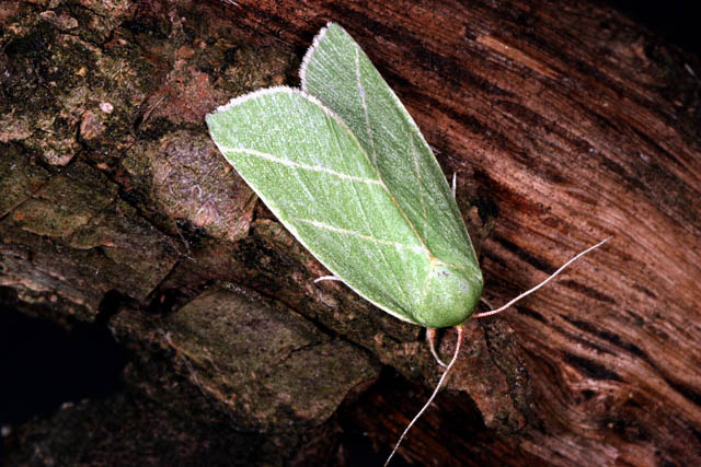 Bena bicolorana - Copyright Denis Bourgeois